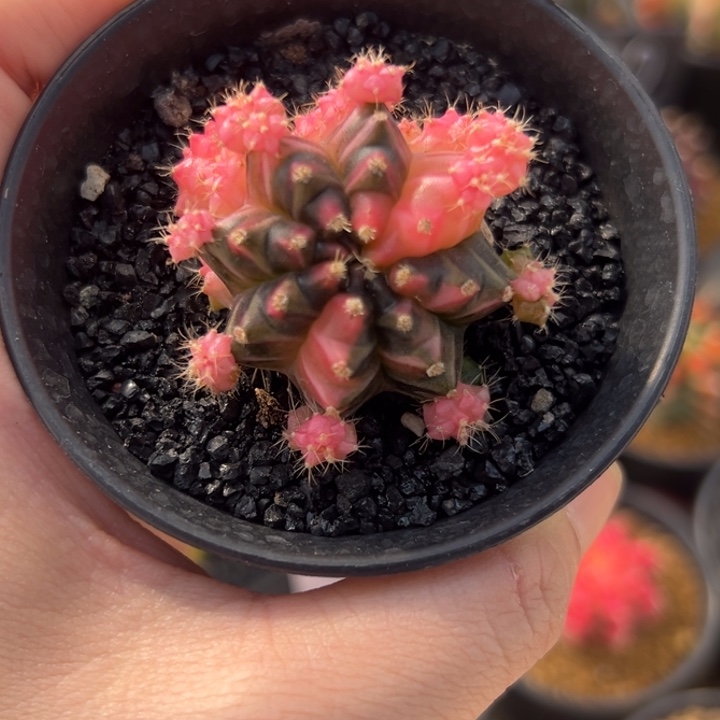 泰国米哈仙人球06