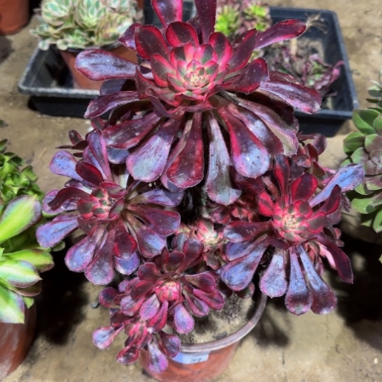 香奈儿18.8脱土发货