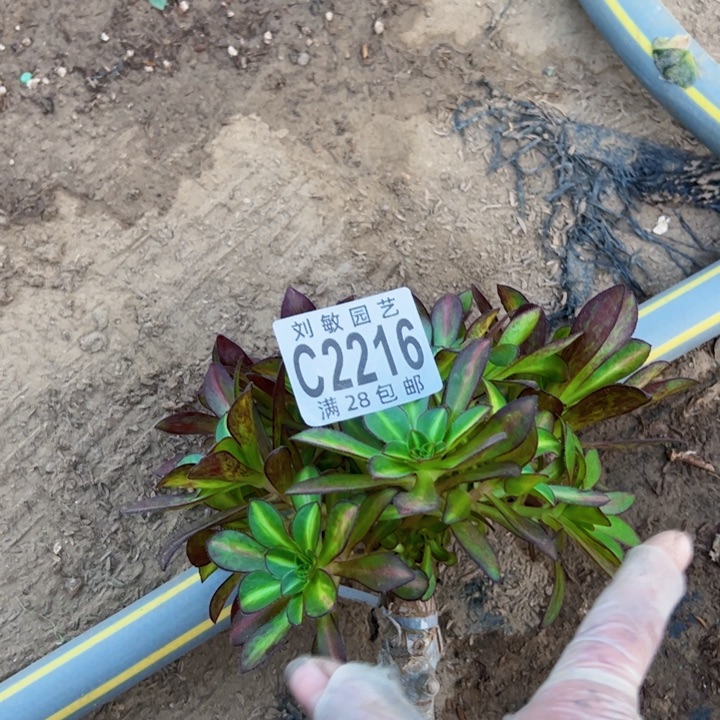 2216多肉植物法师说砍头法师