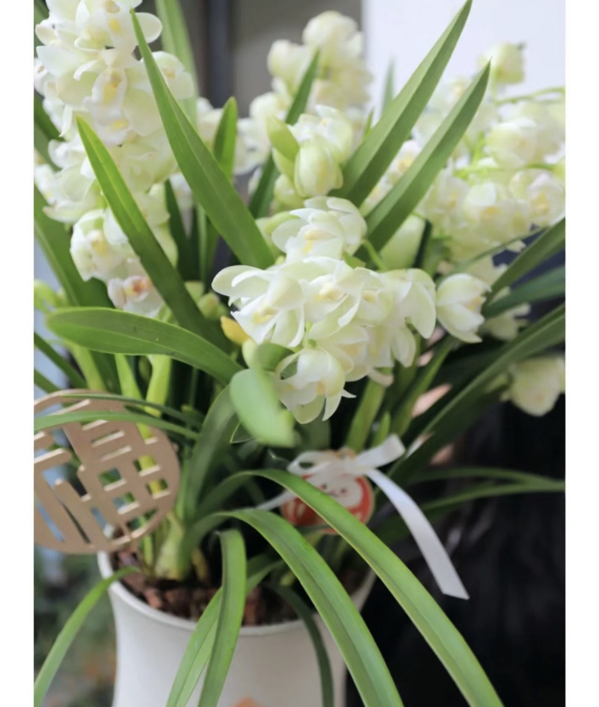 白玉香兰 高级桌面款圣洁之花 云南基地直发