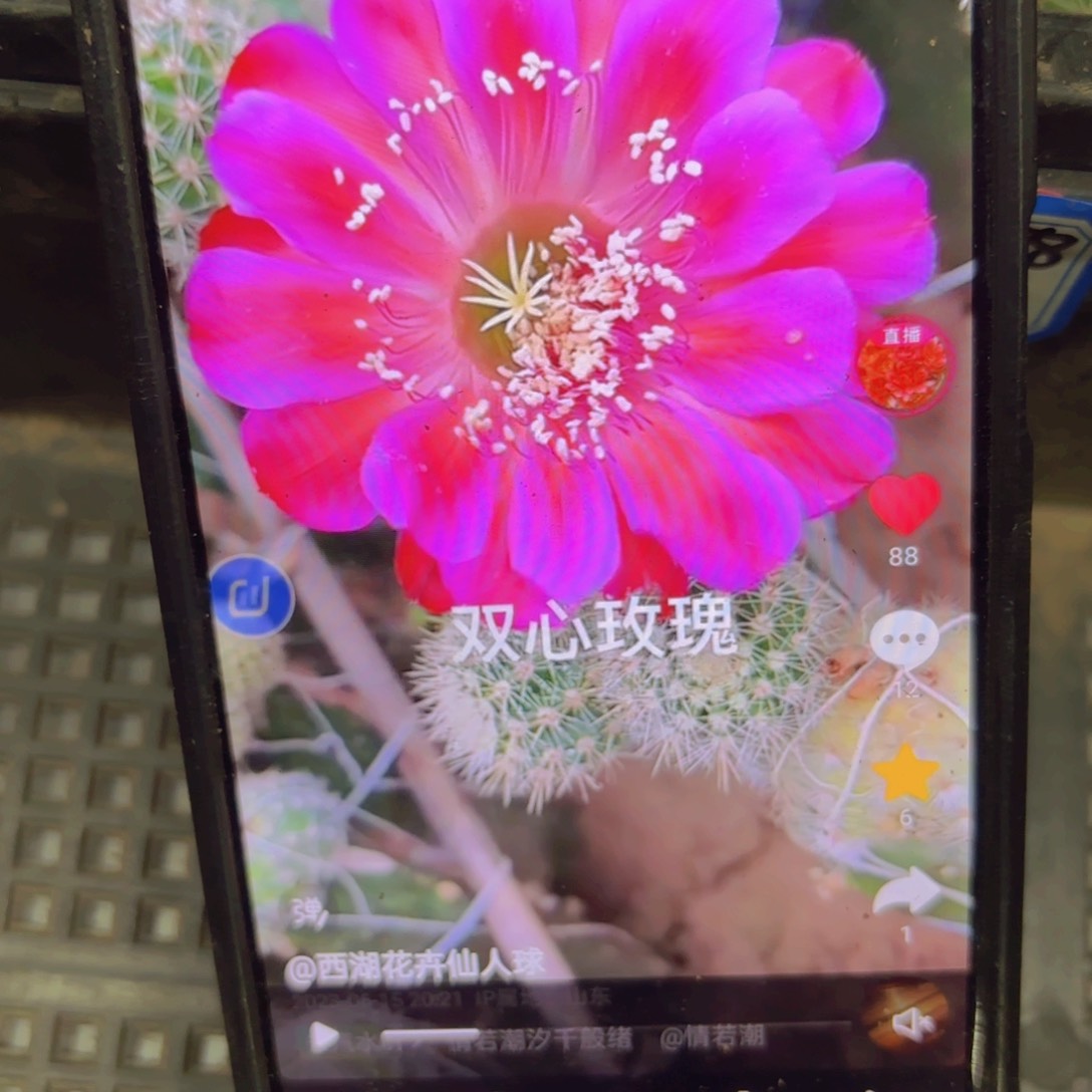 双心玫瑰彩侧牙20包邮仙人球33