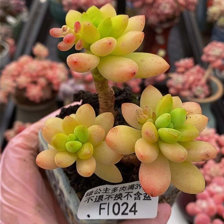 香格里拉7cm1024多肉植物