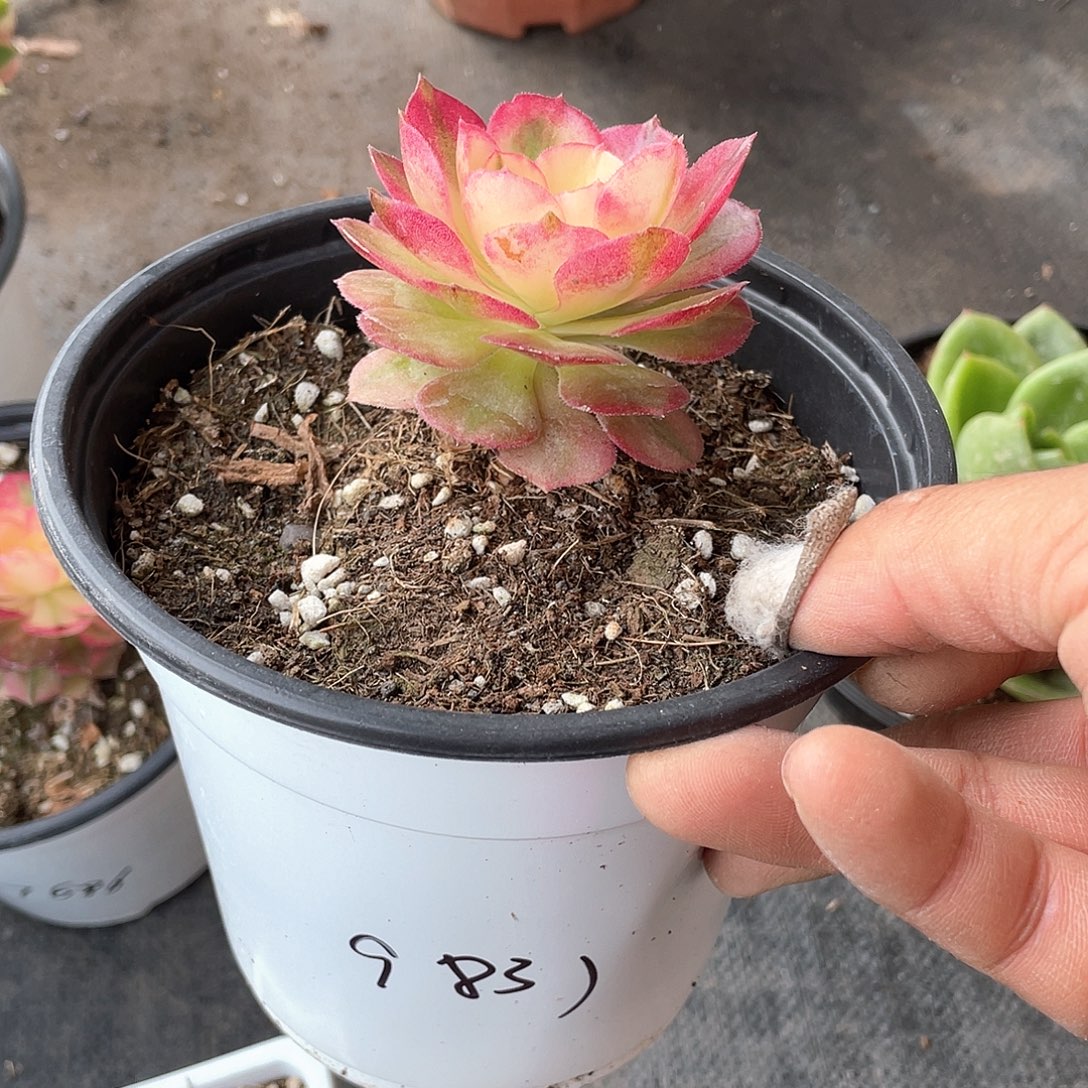 静***静脱土发货荔枝法师