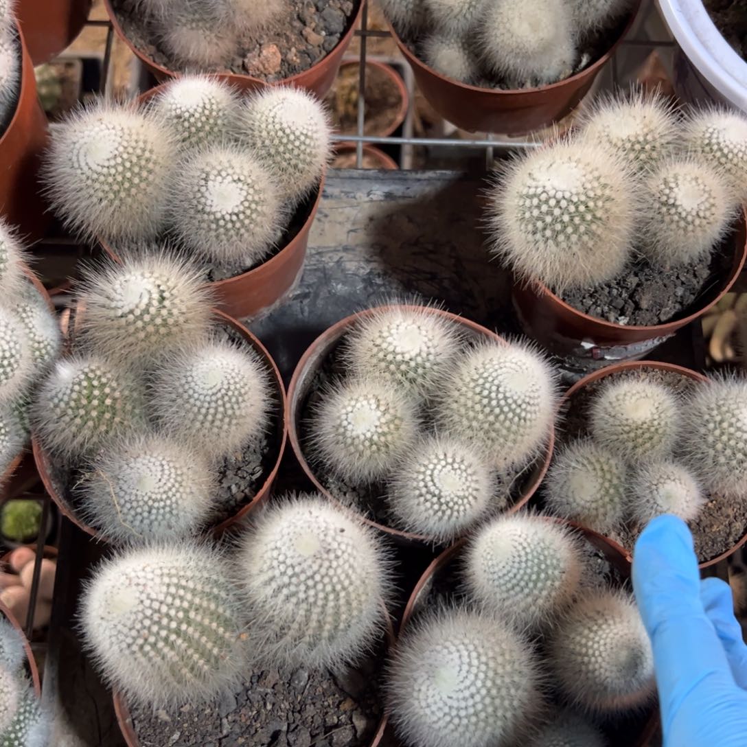 实生白小丁全部清理