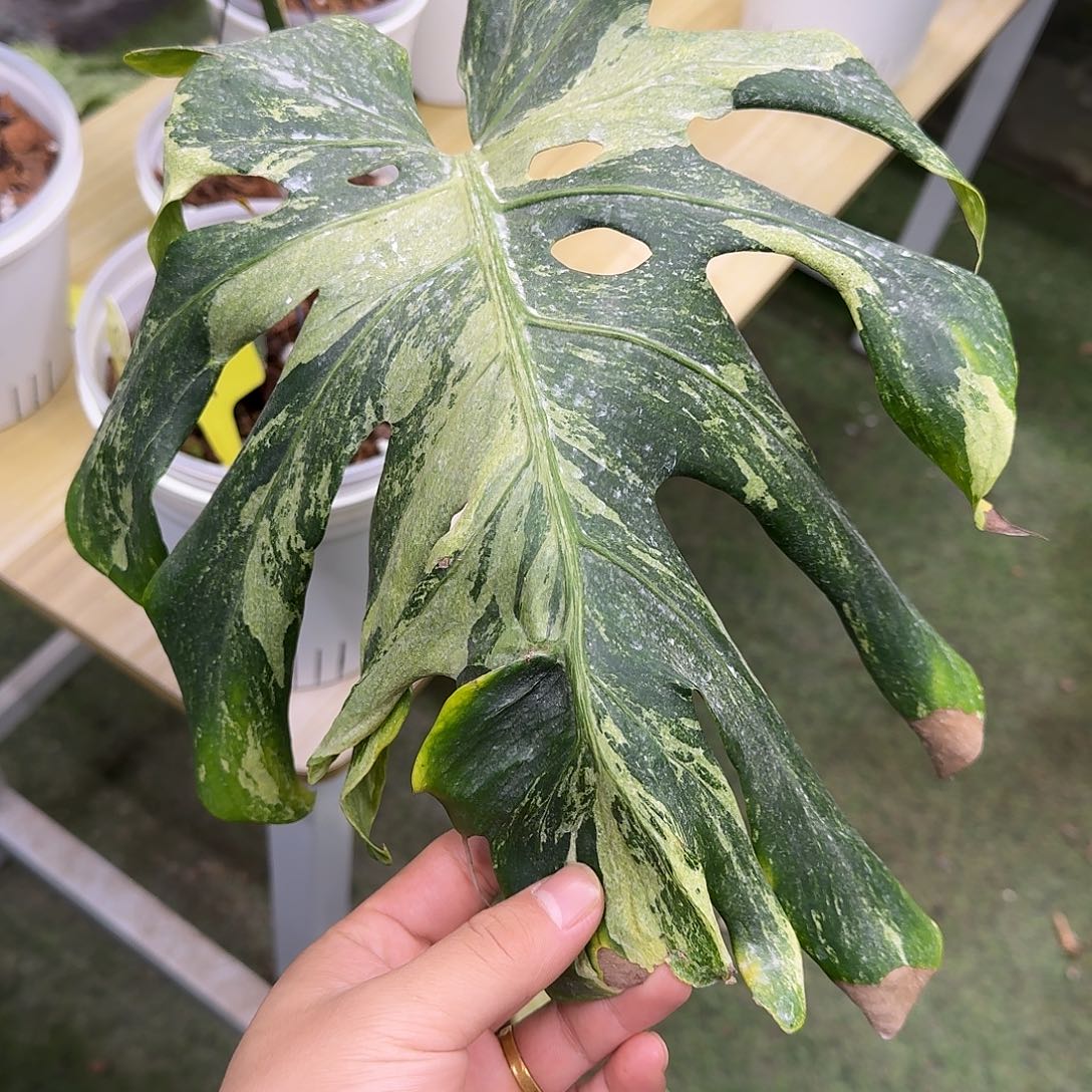 无花朵皱叶海洋薄荷A4