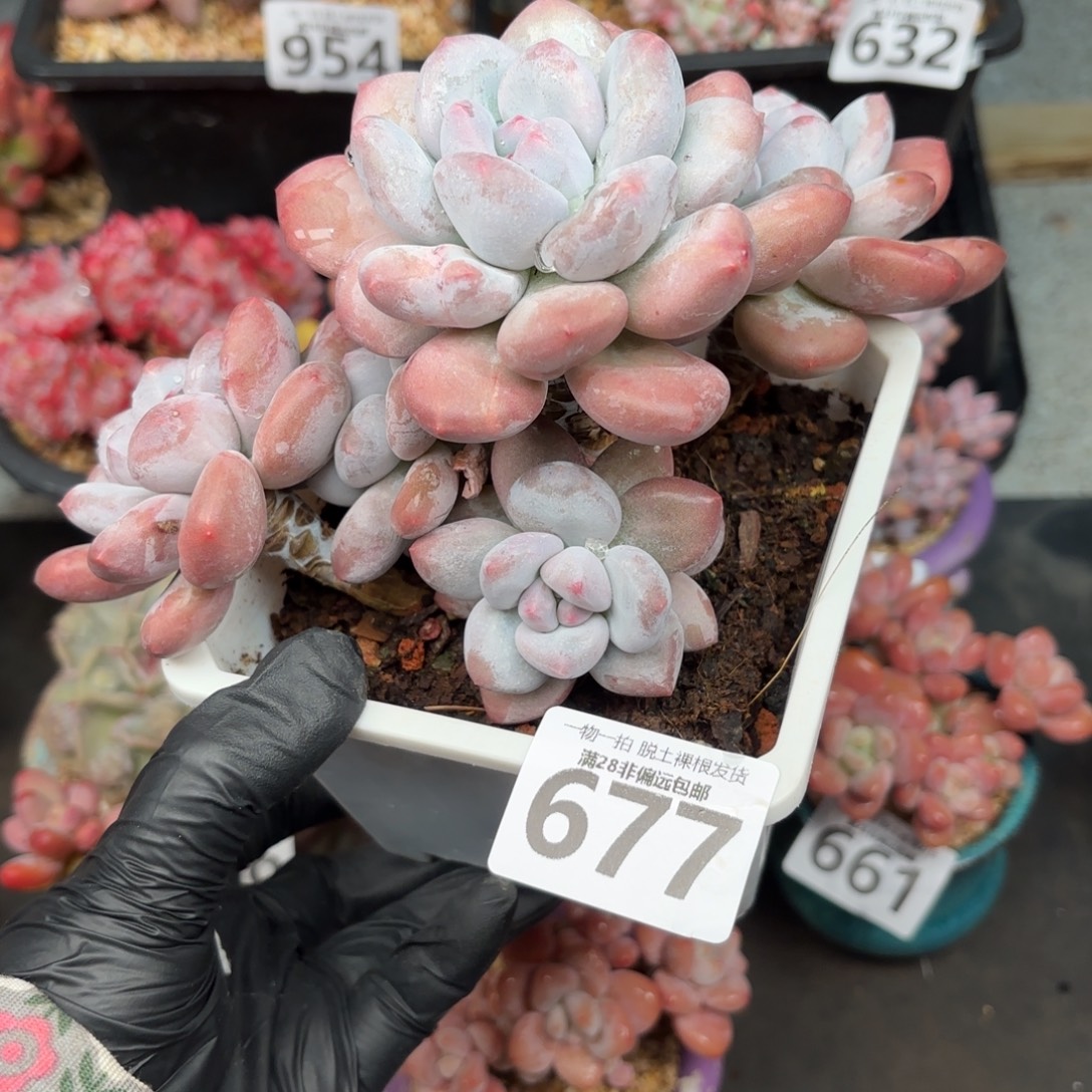 香水老桩无盆土发货