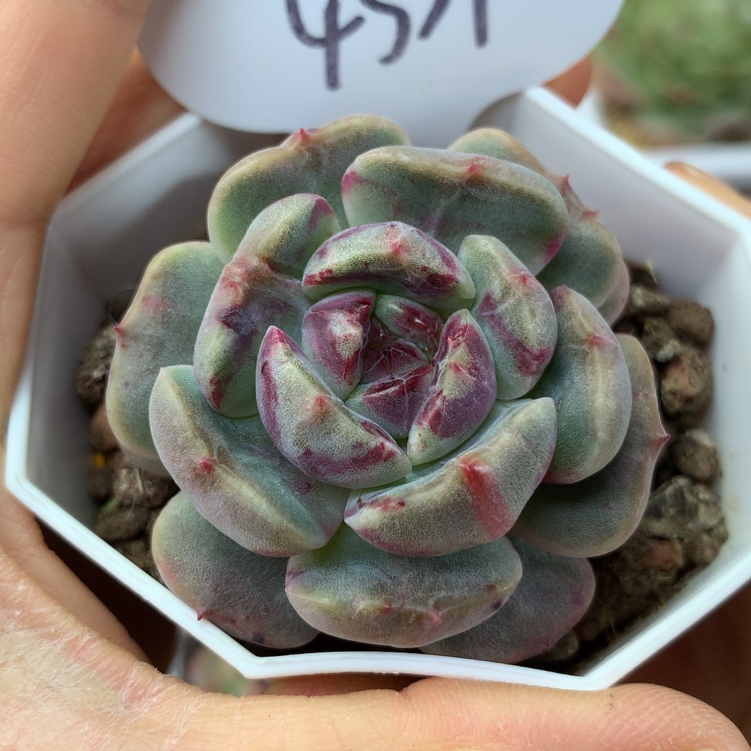 红色恋人红锦单头4339