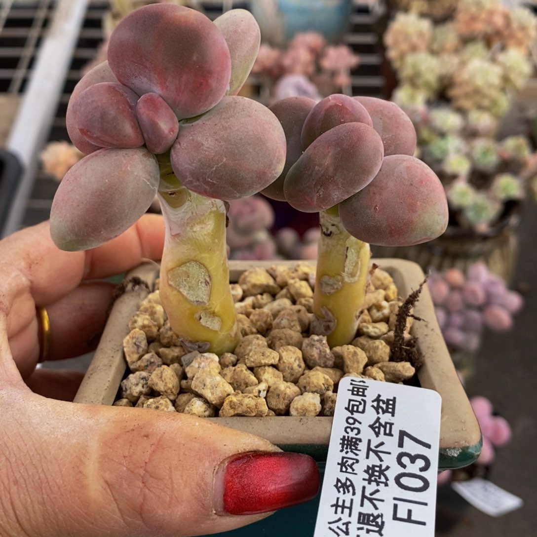 芒果奶酪金蟾kk奶037/8c m
