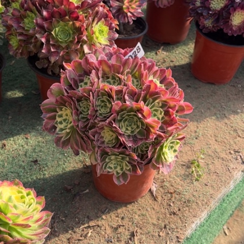 028白凤朵朵多肉，