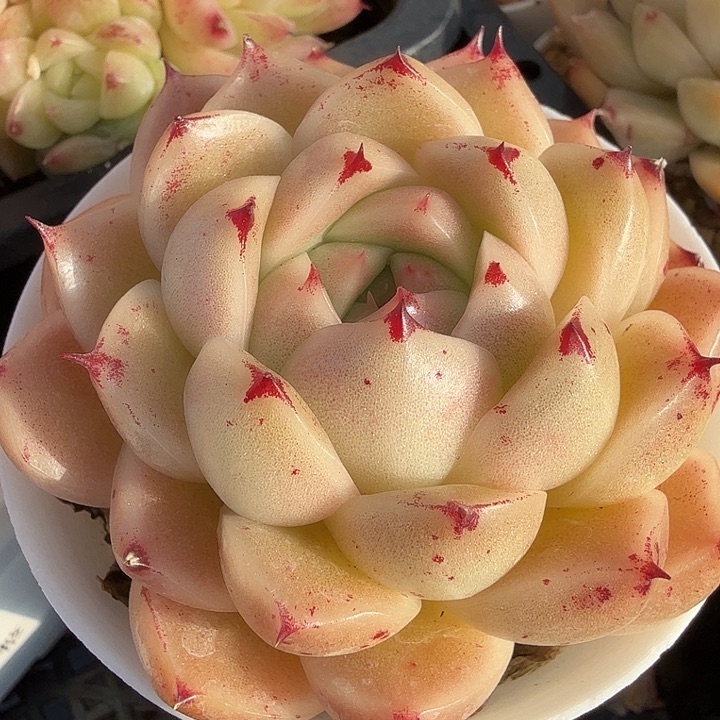 0113-27 麦秆优选