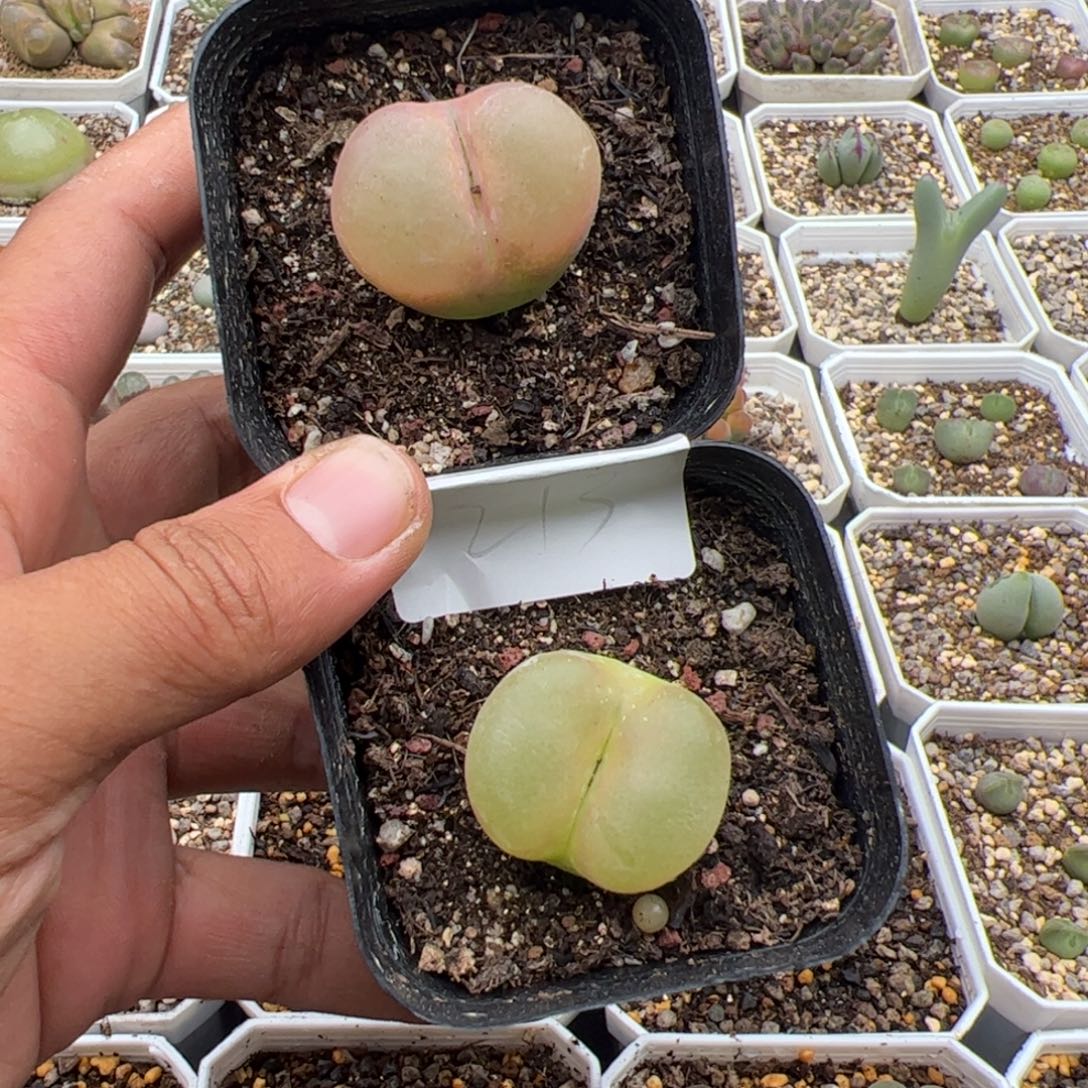 10.5大毛多肉植物213