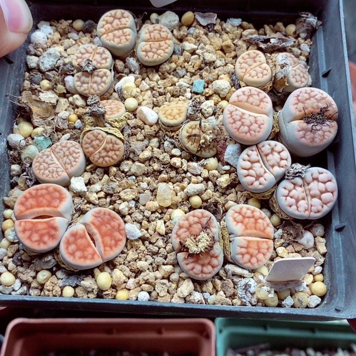 我的小姐姐们都是我的小可爱495