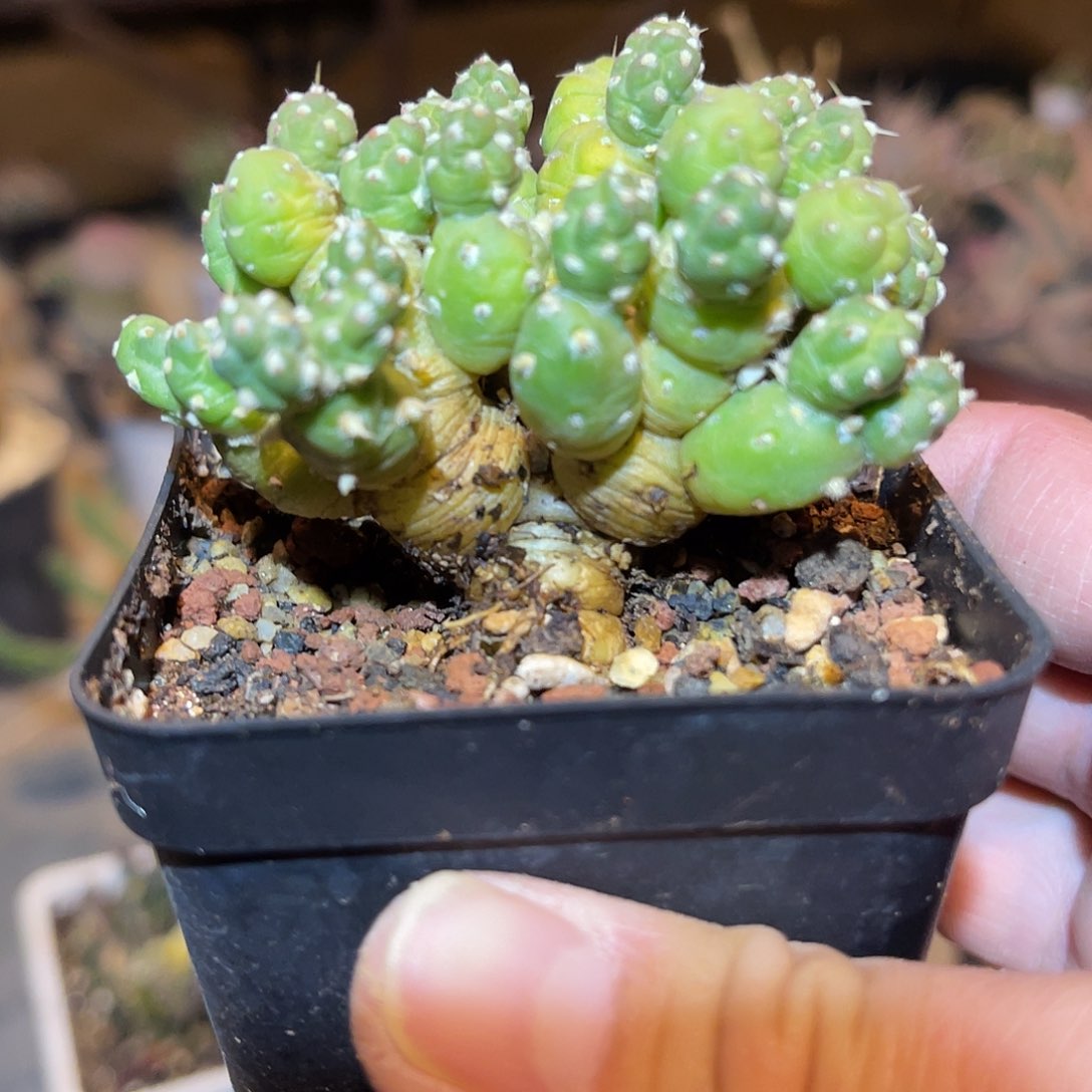 满38包邮2天凑单，脱土晾根发货多肉植物罗西安娜