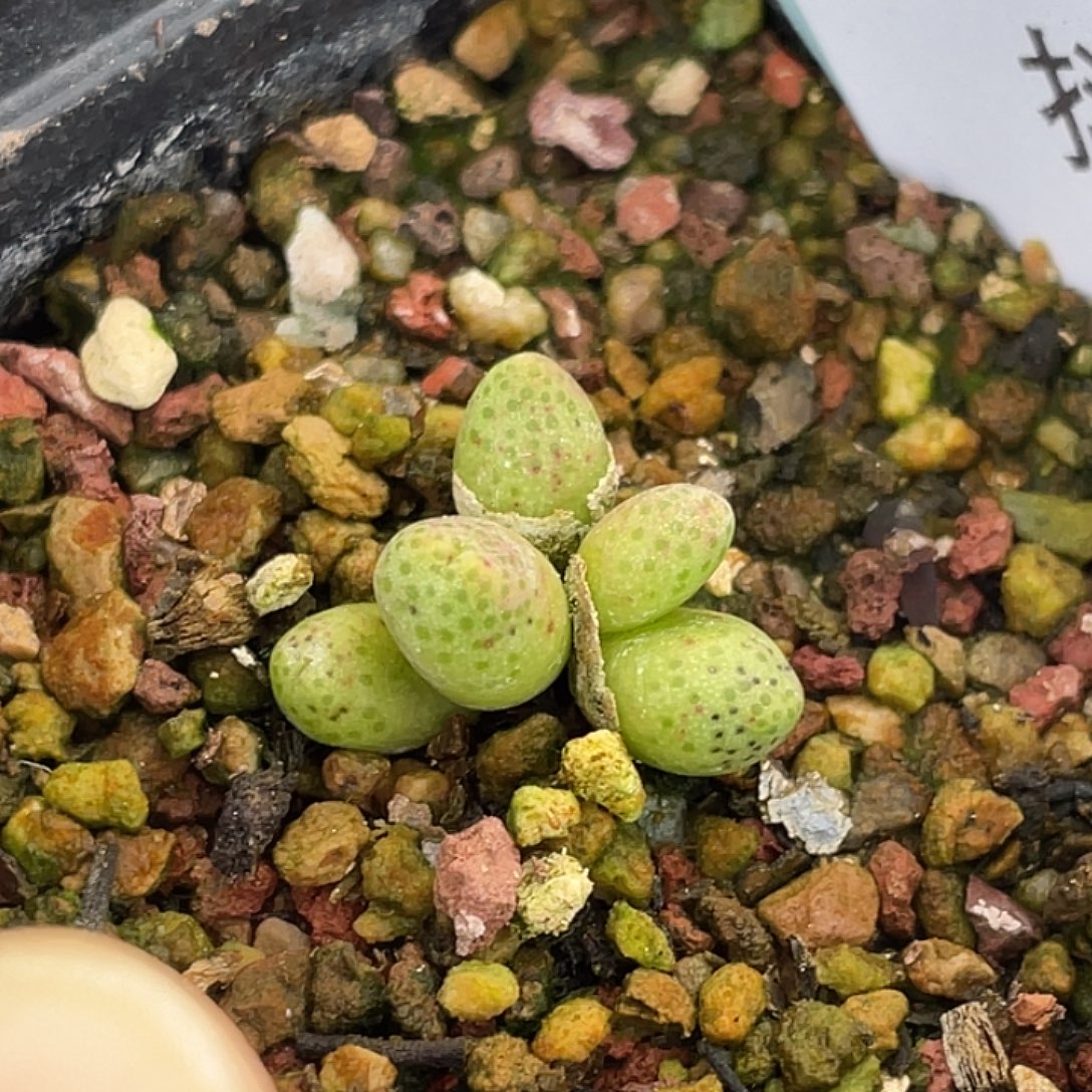 28-3草莓斑马肉锥