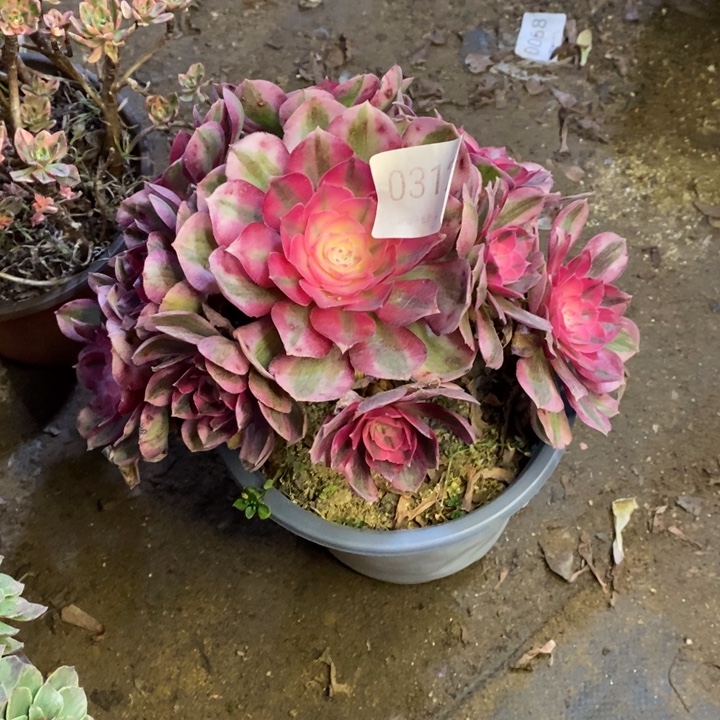 星***辰荔枝多肉断头不包0312