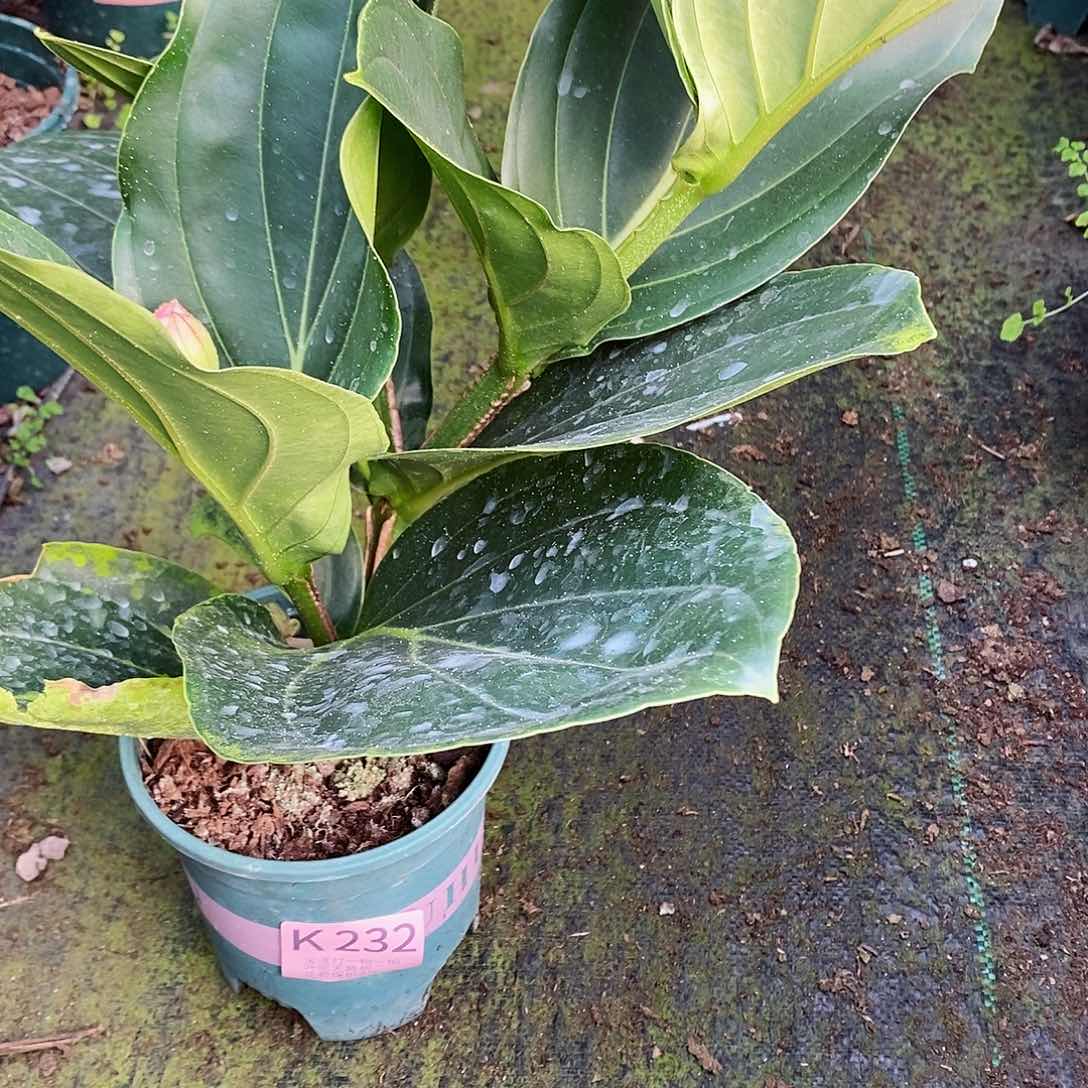 无花朵丹*贝木本植物232叶损