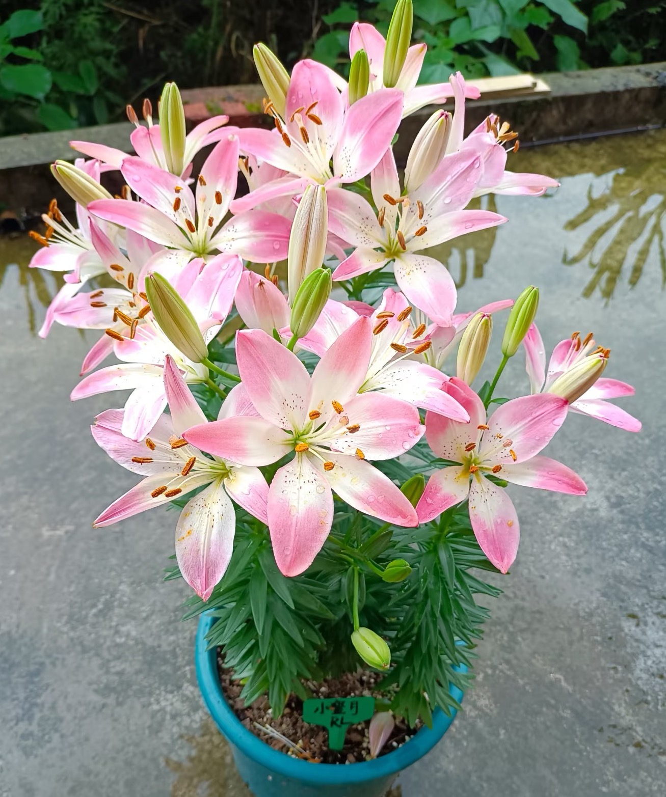 进口重瓣香水百合种球四季花卉好养易活盆栽浓香百合种球