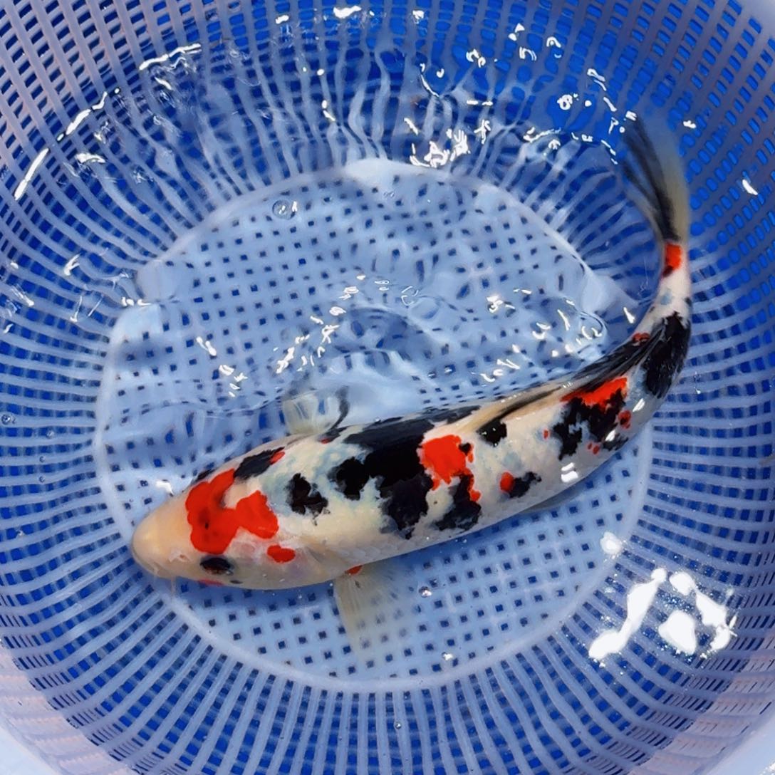 锦鲤精品甄选血统锦鲤