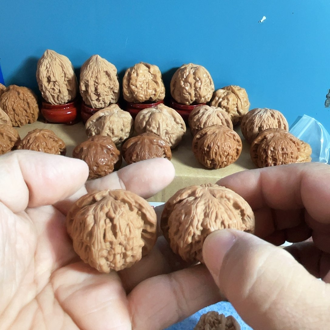 点****，白狮子，尺寸12