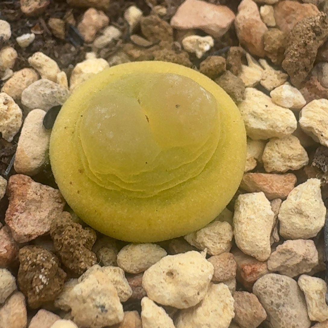 飞碟体拉登一颗尺寸1.2