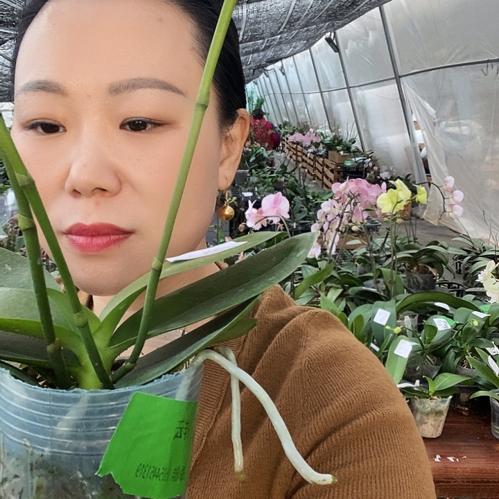 无花朵祥云蝴蝶兰