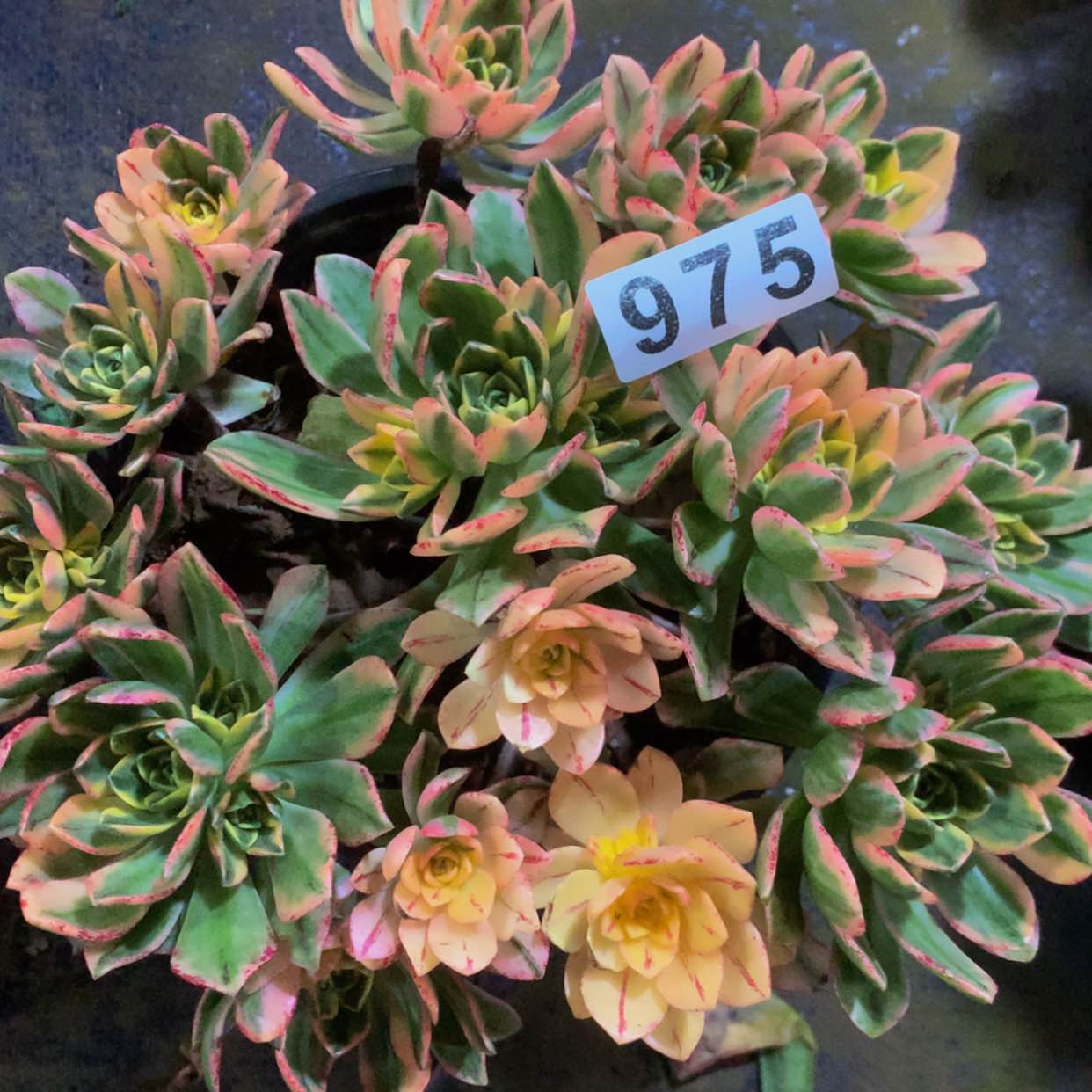 【闪购商品】975甜茶多肉