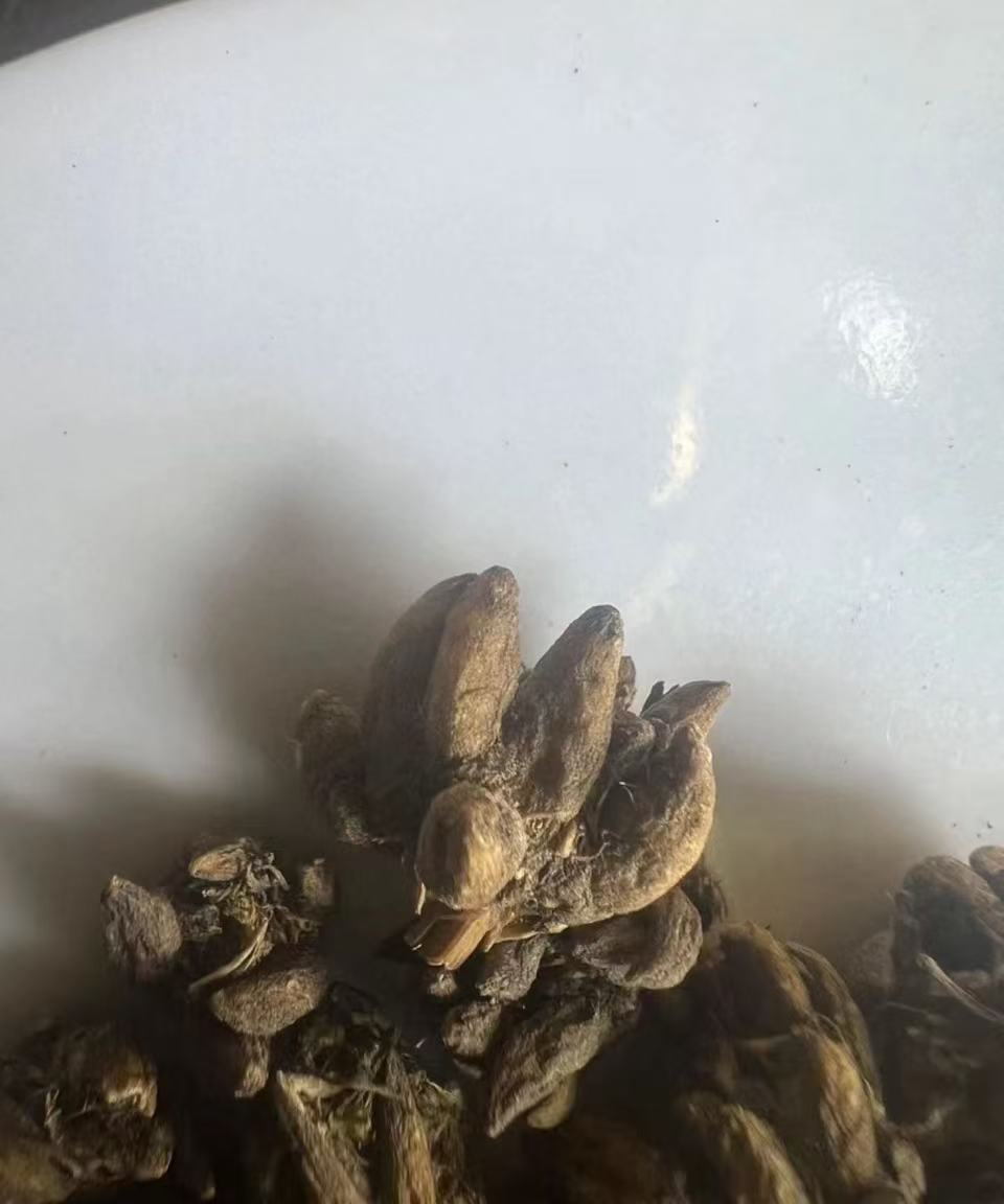 野生苗爪草/爪爪分明