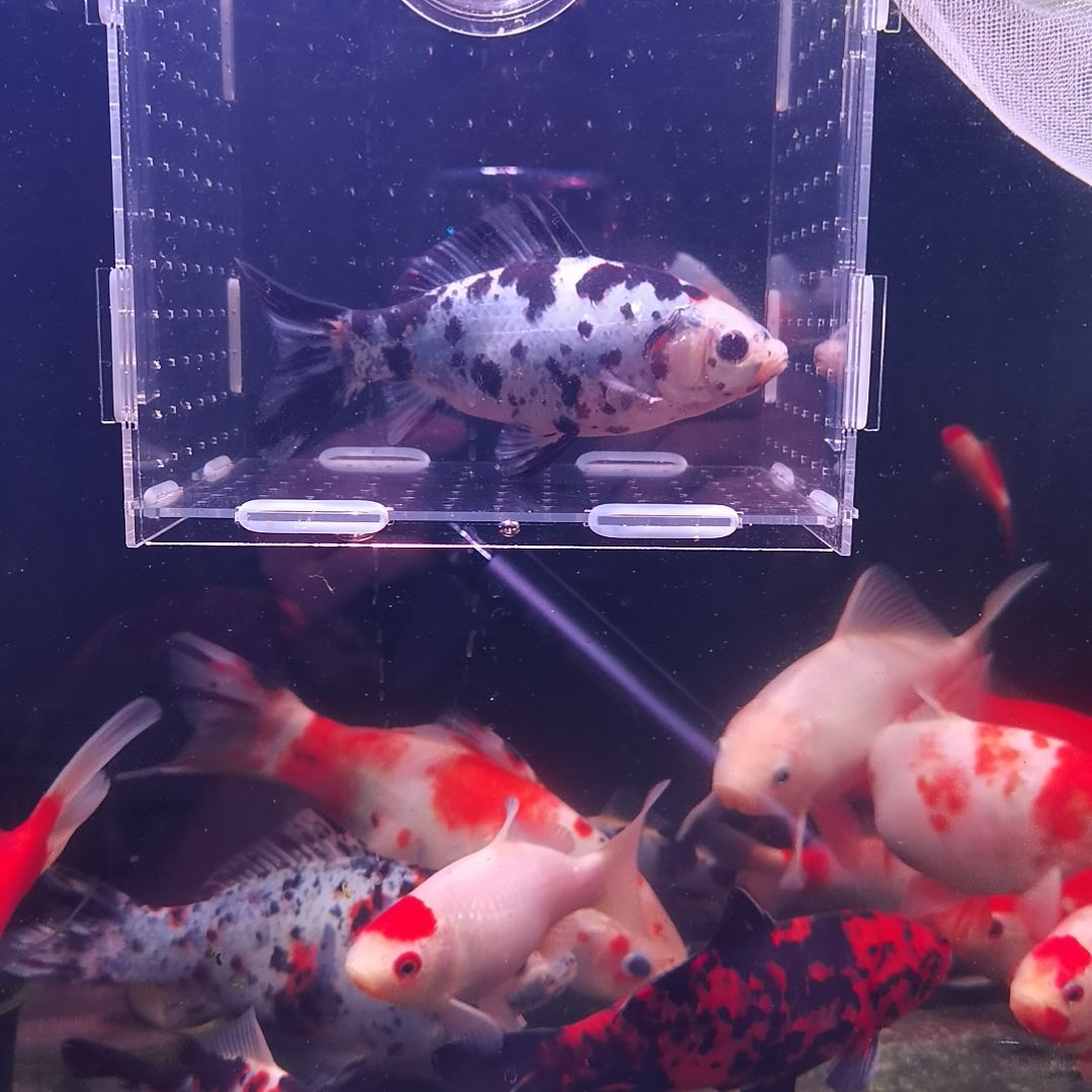 金鱼草金三色蓝底