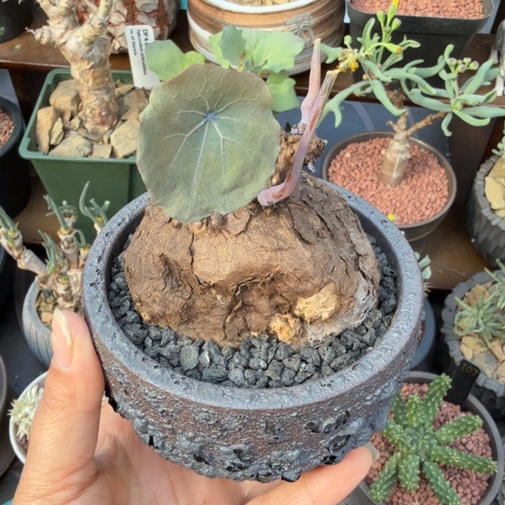 一叶龟（满28包邮）