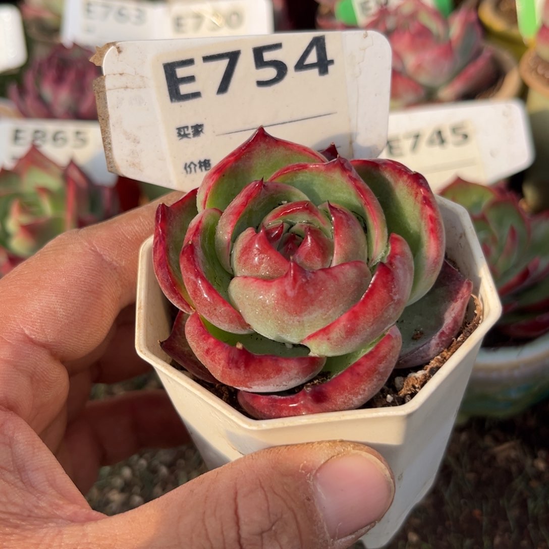 惊鸿一瞥754号多肉葡萄