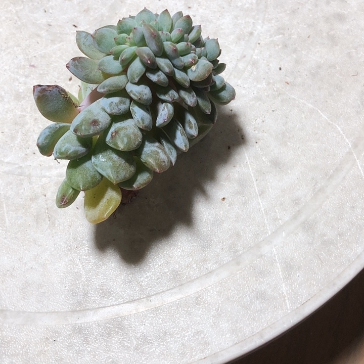 李子专拍多肉植物