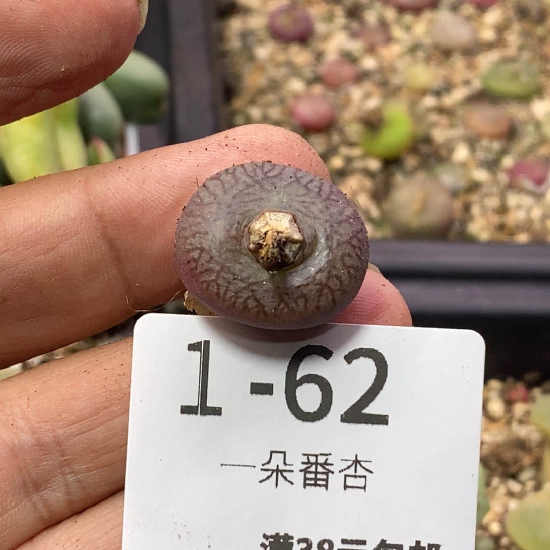 豪***?566666566996666666688