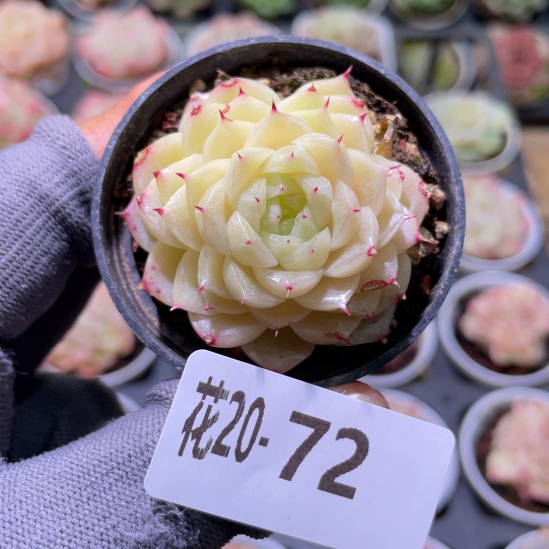 花利美20-72麦秆 