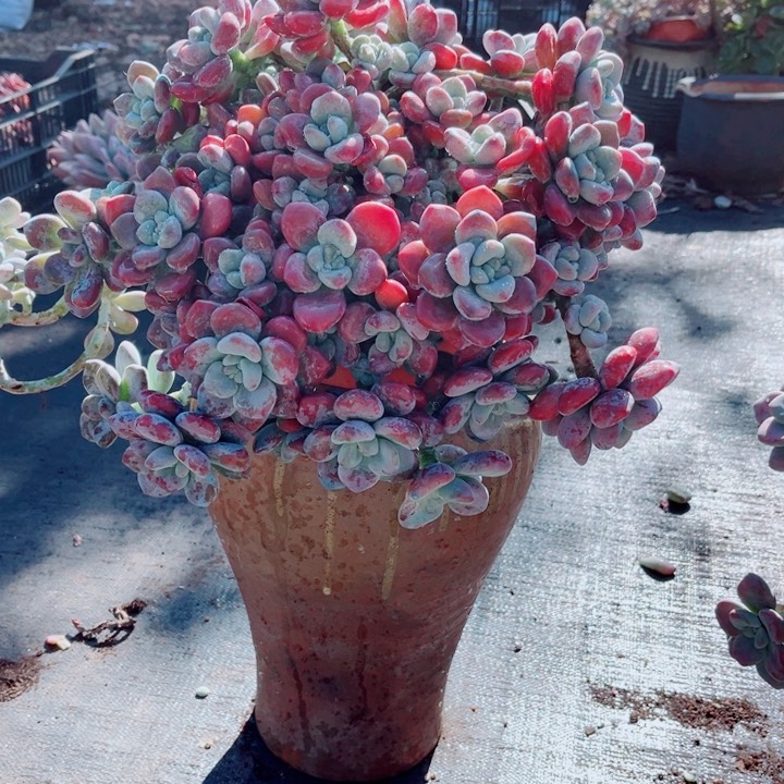 红洛神大群一颗发货