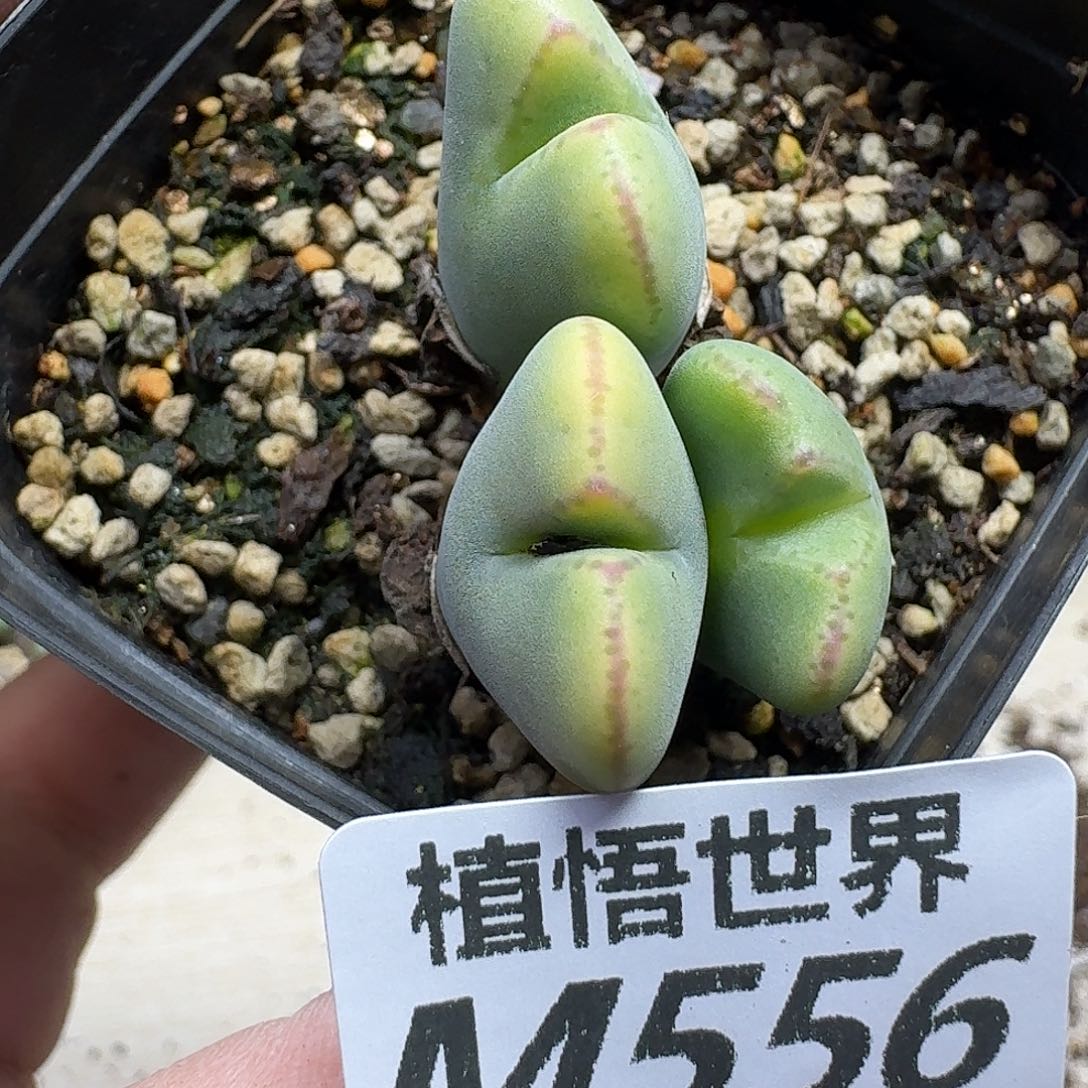 多肉植物的人生fbb