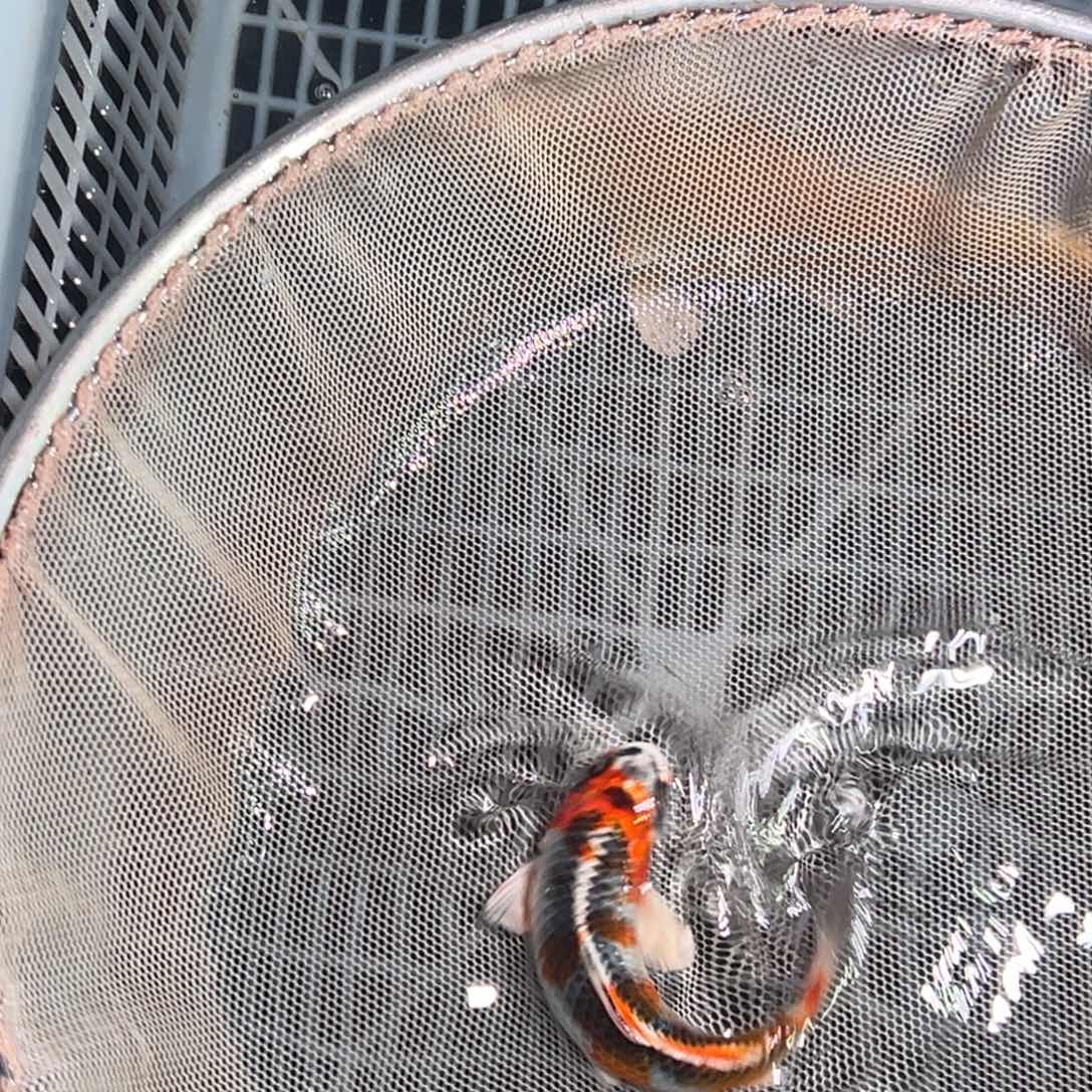 锦鲤锦鲤观赏鱼1111