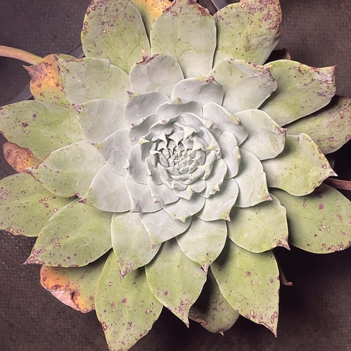 【闪购商品】苹果叶雪山