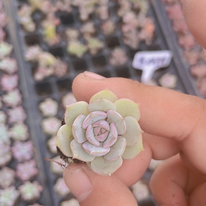 露娜莲精品多肉量拍