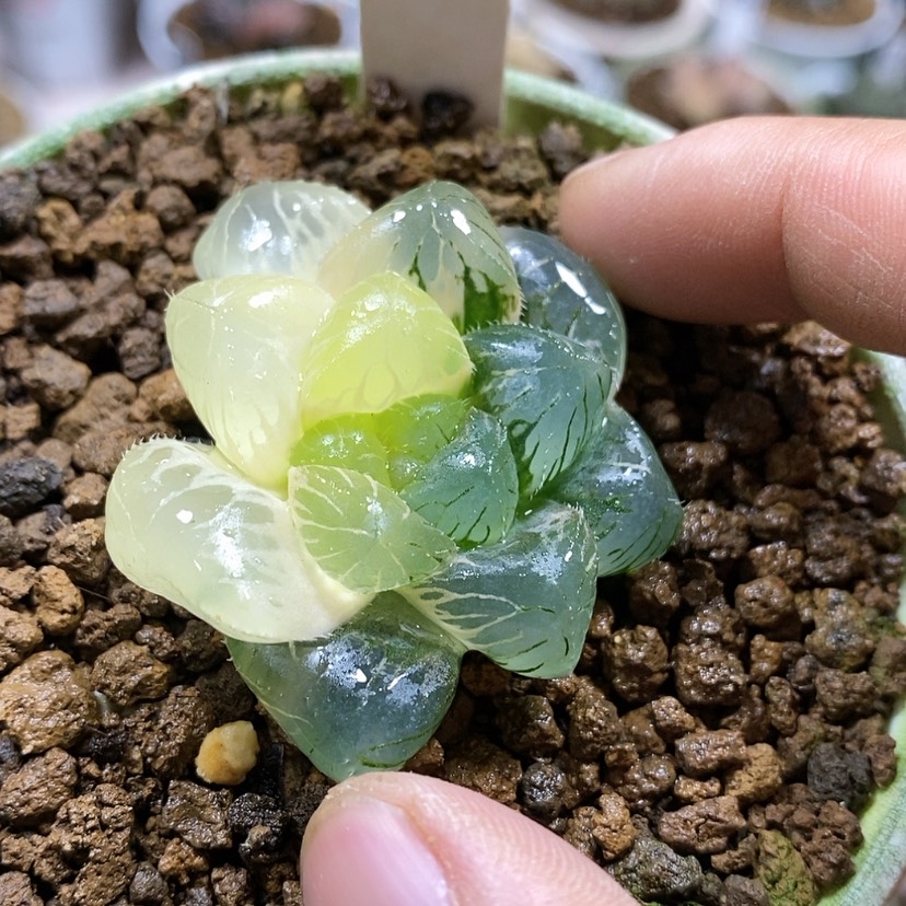 【闪购商品】51实生