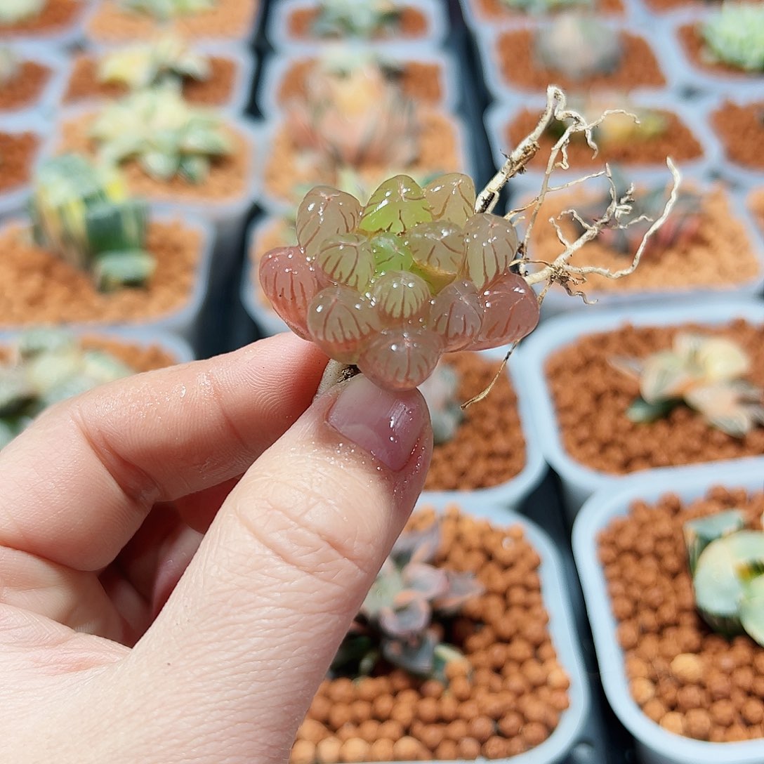 十二卷多肉天线宝宝