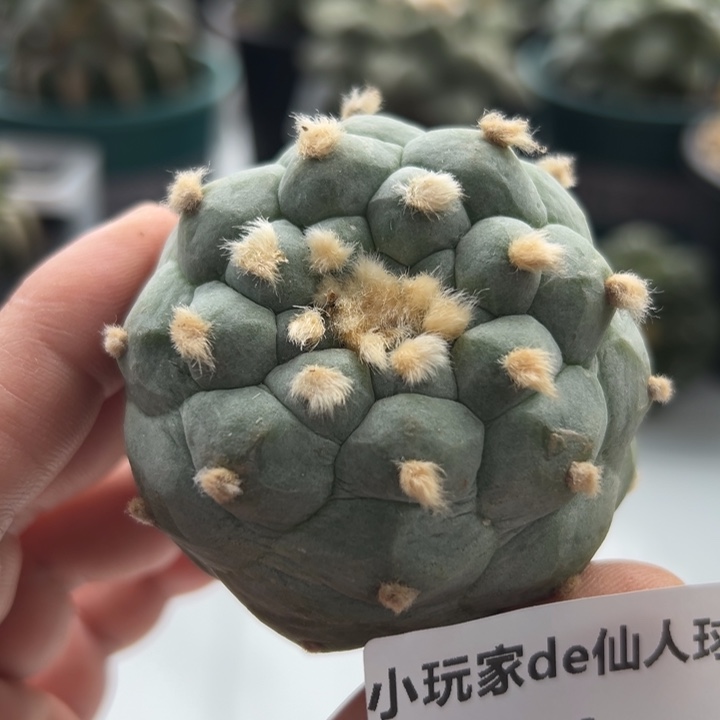 11可节后发货 可帮发根