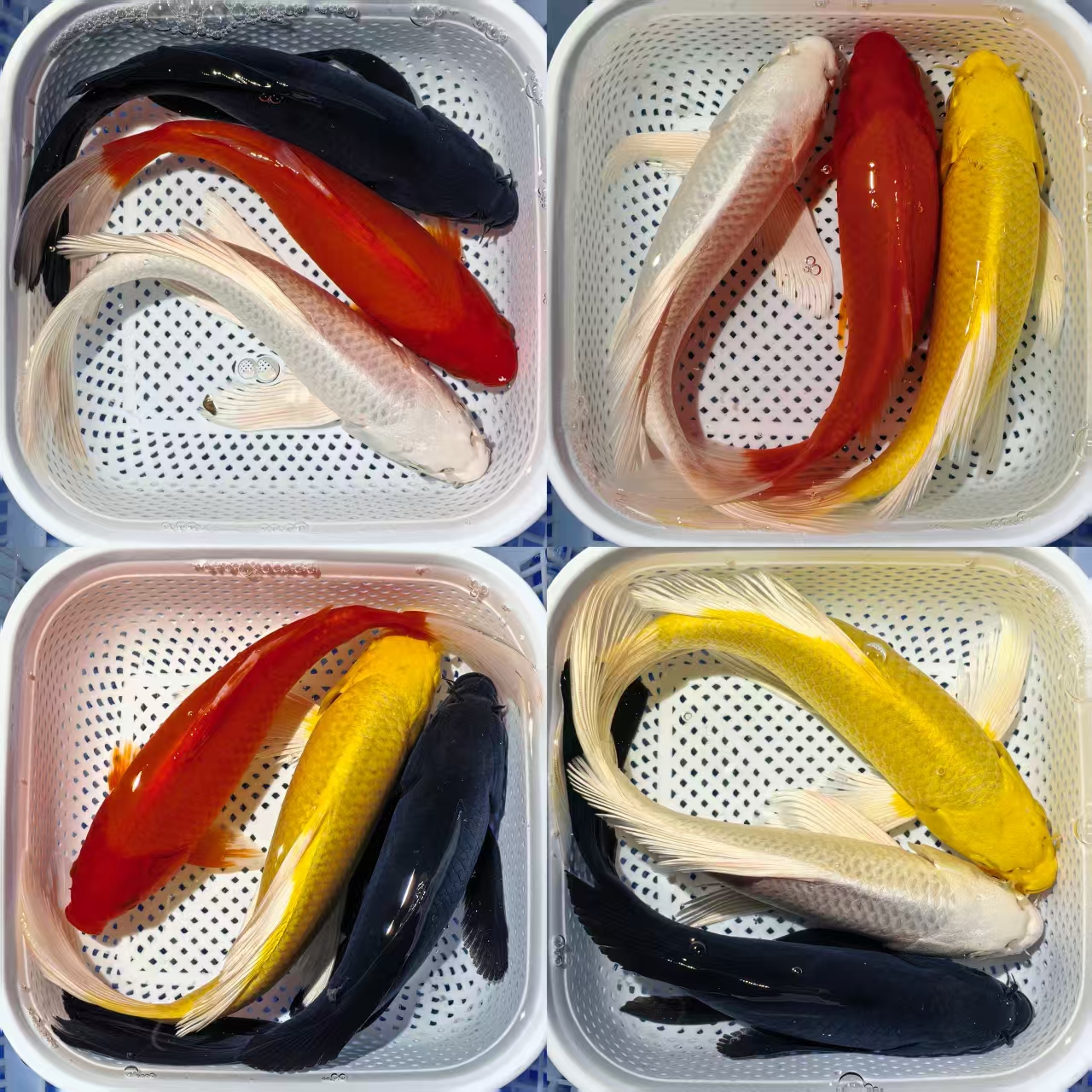【15-17cm3条装】冷水淡水锦鲤草金观赏鱼好养耐活渔场鱼苗