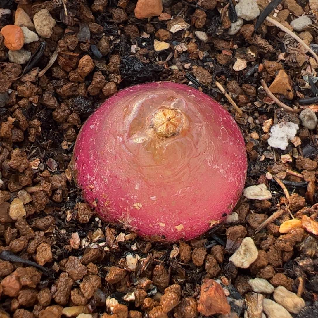 022多肉植物百科