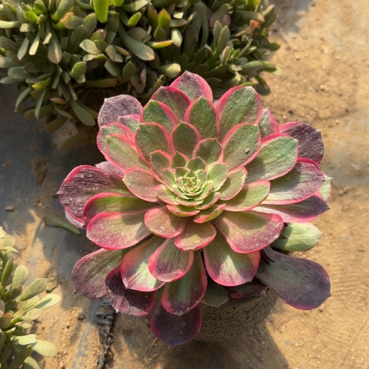 粉花妖多肉法师量拍