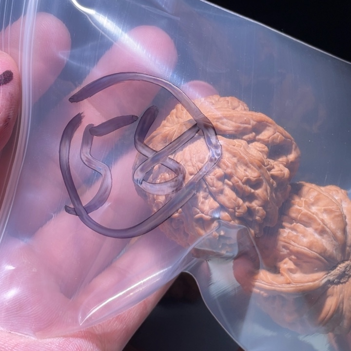 文玩核桃吊坠58呃呃呃