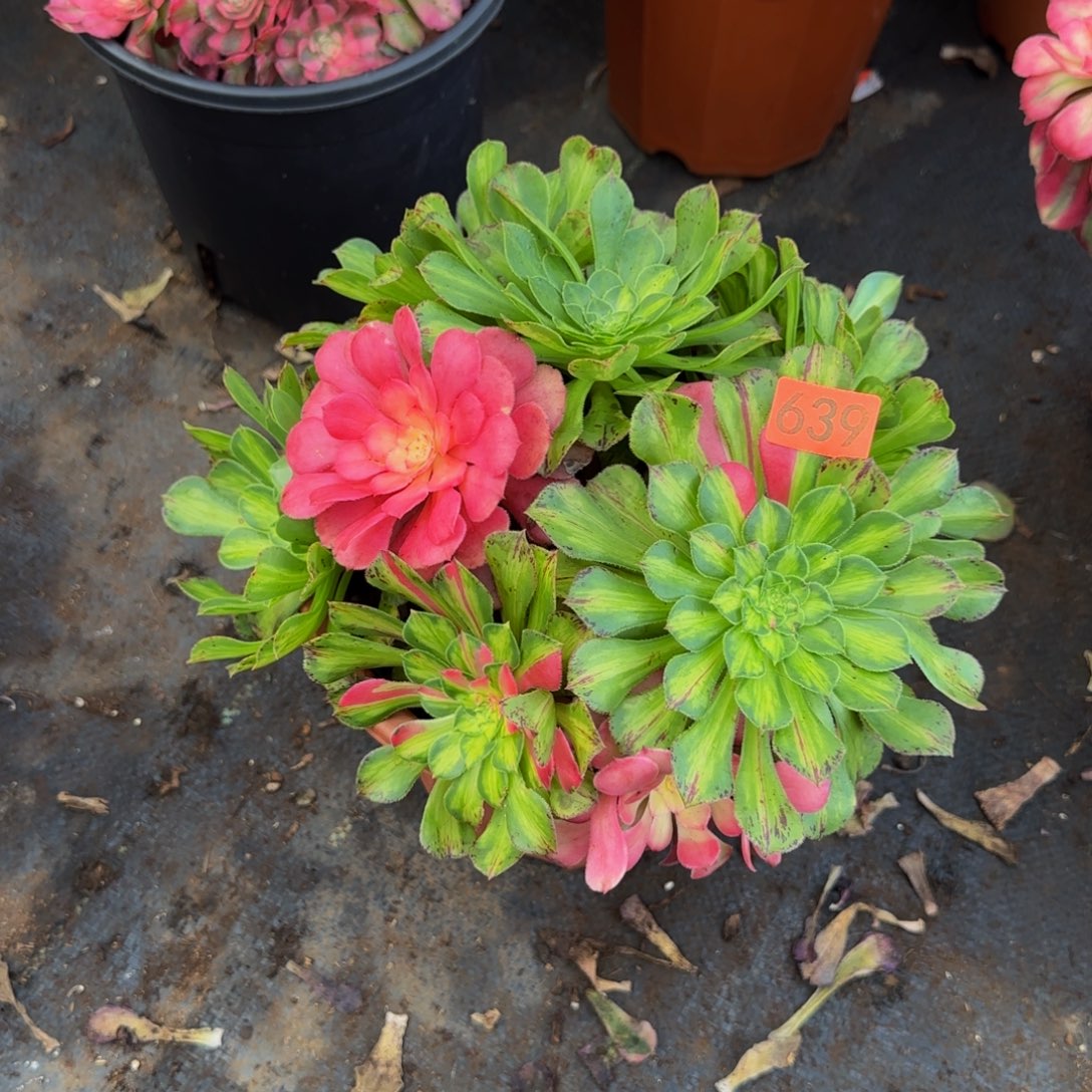 639多肉法师锦1111