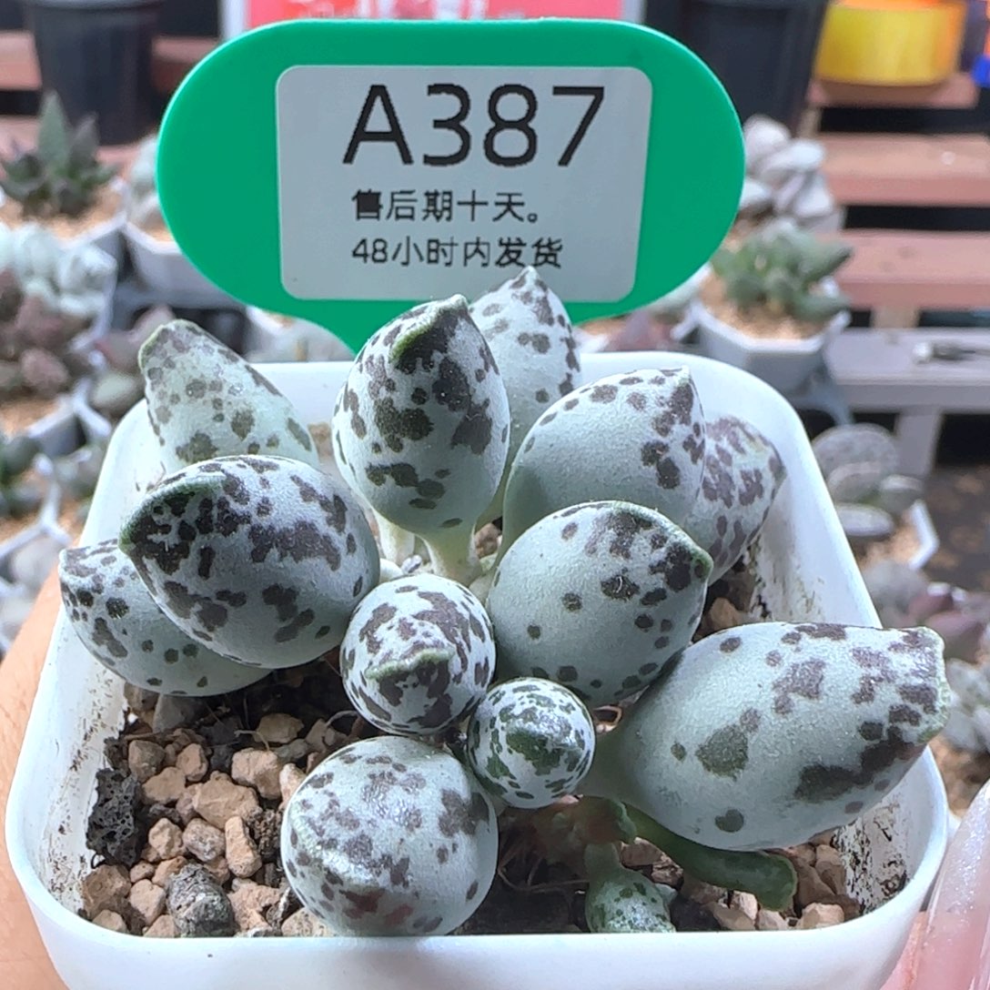 特白肌海豹。    387。    