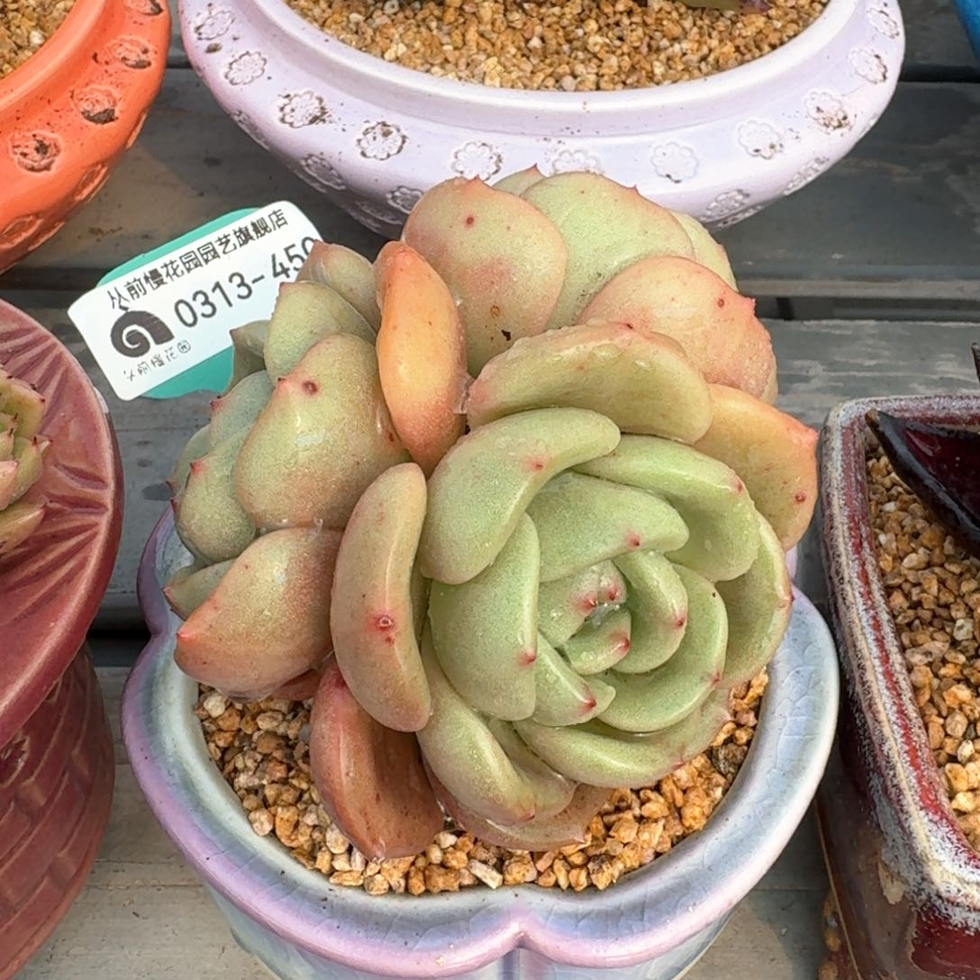 从前慢多肉精选编号0313.450