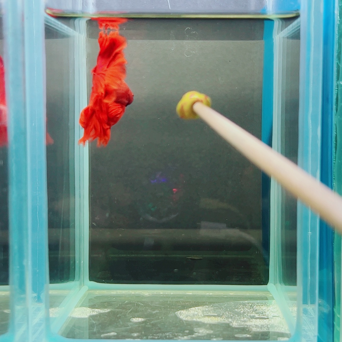 J***K斗鱼赤道斗鱼水族馆