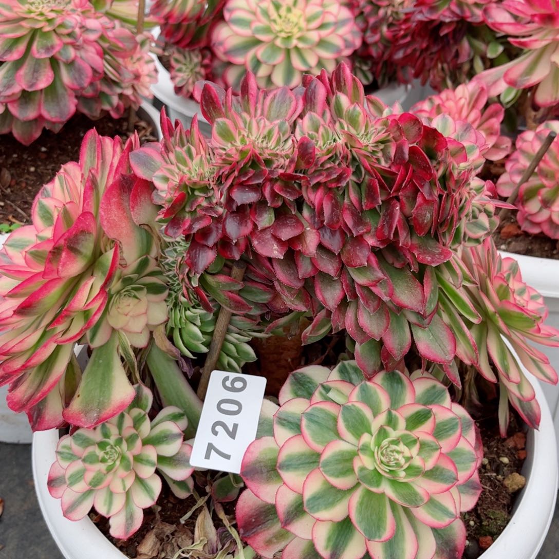 荔枝缀化多肉发货发货